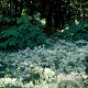 Aster divaricatus GM P9