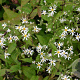 Aster divaricatus GM P9