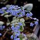 Brunnera macr. 'Jack Frost' GM P9