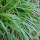 Carex morrowii 'Irish Green' GM P9