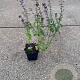 Calamintha n. 'Blue Cloud' GM P9