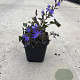 Campanula poscharskyana GM P9