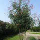Koelreuteria paniculata 14-16 HO draadkluit 3 X verplant