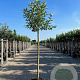 Malus d. 'Elstar' 12-14 HO 45L