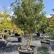 Osmanthus heterophyllus 300-350 cm cont. 285L meerstammig