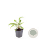 Echinacea p. 'Magnus' GM P9