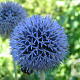 Echinops ritro 'Veitch's Blue' GM P9