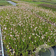 Gaura l. 'Whirling Butterflies' GM P9