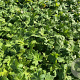 Geranium macr. 'Czakor' GM P9