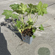 Geranium macr. 'Czakor' GM P9