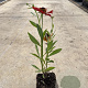 Helenium 'Moerheim Beauty' GM P9