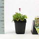 Persicaria aff. 'Darjeeling Red' GM P9