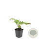Persicaria amplexicaulis GM P9