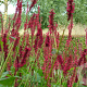 Persicaria amplexicaulis GM P9