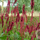 Persicaria amplexicaulis GM P9