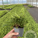 Polystichum set. 'Herrenhausen' GM P9