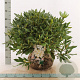 Rhododendron 'Cunningham's White' 50-60 cm met kluit