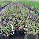 Salvia nem. 'Caradonna' GM P9