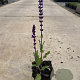 Salvia nem. 'Caradonna' GM P9