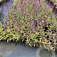 Salvia nem. 'Caradonna' GM P9