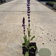 Salvia nem. 'Caradonna' GM P9