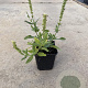 Salvia nem. 'Schneehügel' GM P9
