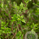 Thymus vulgaris GM P9