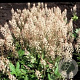 Tiarella cordifolia GM P9