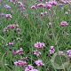 Verbena bon. 'Lollipop' GM P9