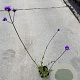 Verbena bonariensis GM P9