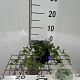 Vinca minor GM P9
