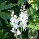 Actaea acerina GM P9 BIO