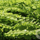 Adiantum pedatum 'Imbricatum' GM P9 BIO
