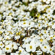 Arabis caucas. 'Schneehaube' GM P9 BIO