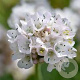 Armeria mar. 'Alba' GM P9 BIO