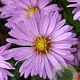 Aster (D) 'Herbstgruss v. Bresserh' GM P9 BIO