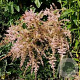 Astilbe (S) 'Sprite' GM P9 BIO