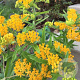 Asclepias tub. 'Hello Yellow' GM P9 BIO