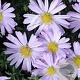 Aster 'Treffpunkt' GM P9 BIO