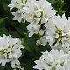 Campanula glom. 'Alba' GM P9 BIO