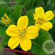 Chrysogonum virginianum GM P9 BIO