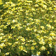 Coreopsis Crème Brulee GM P9 BIO