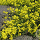 Draba sibirica GM P9 BIO