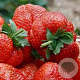 Fragaria a. 'Ostara' GM P9 BIO