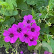 Geranium psilostemon GM P9 BIO