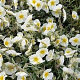 Helianthemum 'The Bride' GM P9 BIO