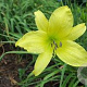 Hemerocallis 'Hyperion' GM P9 BIO