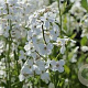 Hesperis matr. 'Alba' GM P9 BIO