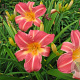Hemerocallis 'Cherry Cheeks' GM P9 BIO