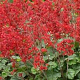 Heuchera 'Pluie de Feu' GM P9 BIO
